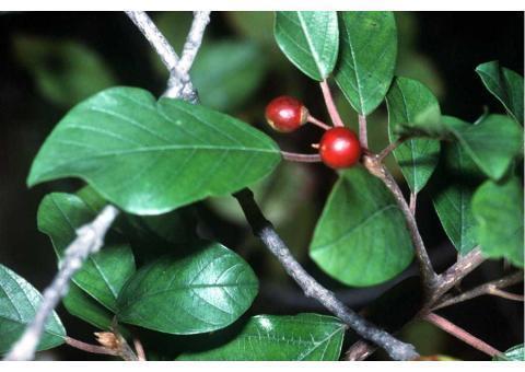 قویترین داروی گیاهی لاغری