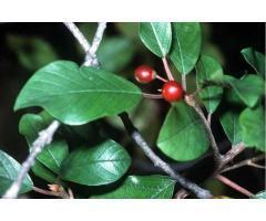 آگهی رایگان