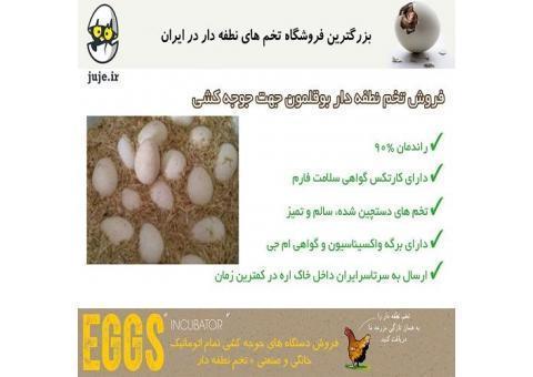 تخم نطفه دار بوقلمون