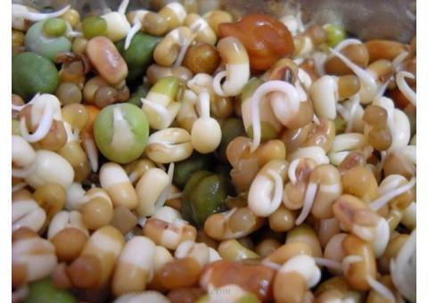 دستگاه جوانه های خوراکی رویشگر