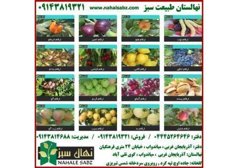 نهالستان طبیعت سبز