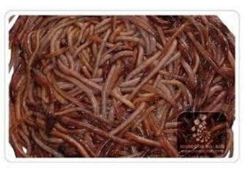 خوداشتغالی