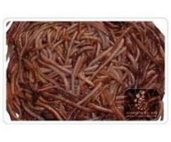 آگهی رایگان