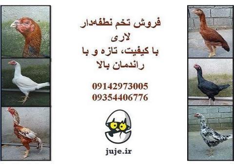 تخم لاری نژاد دار با راندمان