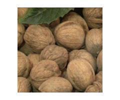 آگهی رایگان