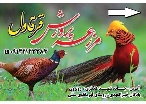 فروش کبک و قرقاول مولد در اورمیه