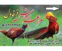 آگهی رایگان