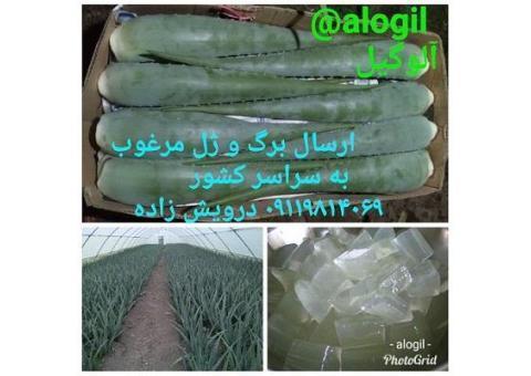 خرید و فروش پاجوش ، برگ ، و ژل آلوئه ورا  عمده