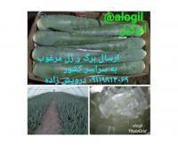 آگهی رایگان