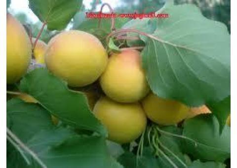 فروش پوره زردآلو اسپتیک صادراتی