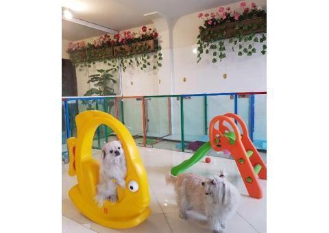 پانسیون و نگهداری حیوانات خانگی درین