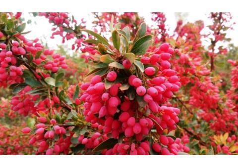 فروش انواع زرشک پفکی و دانه اناری