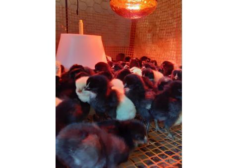 فروش جوجه 1 روزه بلك استار