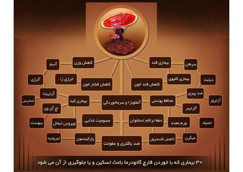 قارچ و قهوه گانودرما