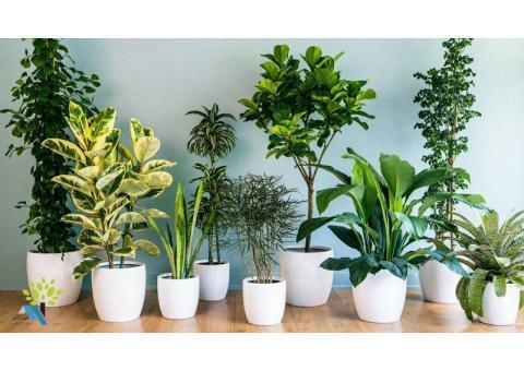 اجرا و پیاده سازی انواع فضای سبز