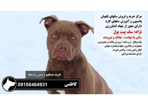 فروش پیت بول اصیل بی واسطه 09108464931