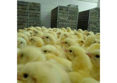 فروش جوجه یک روزه