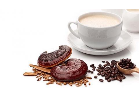 نمایندگی قارچ و قهوه گانودرما