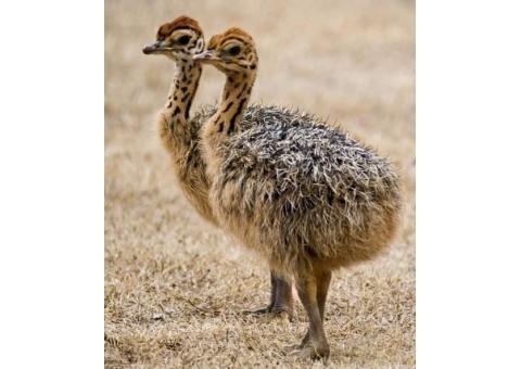 فروش جوجه شتر مرغ