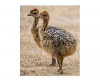 آگهی رایگان