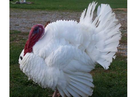 فروش بوقلمون بيوتي 1 ماهه