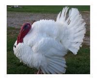 آگهی رایگان