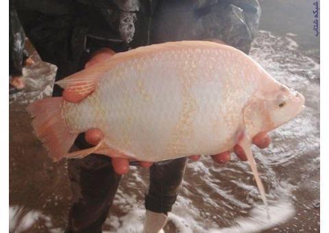 فروش انواع بچه ماهیان تیلاپیا،لارو،یک بند،دو بن