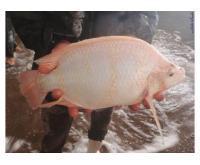 آگهی رایگان