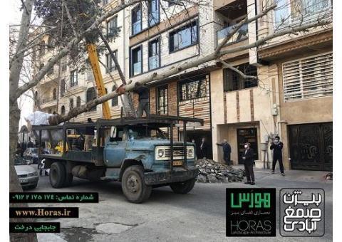 خدمات باغبانی  و جابجایی درخت