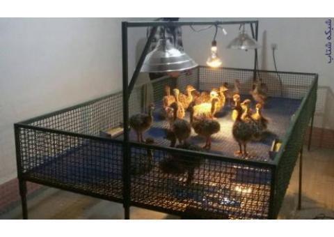 فروش جوجه شترمرغ ۱ هفته تا ۶‌ماهه به نرخ