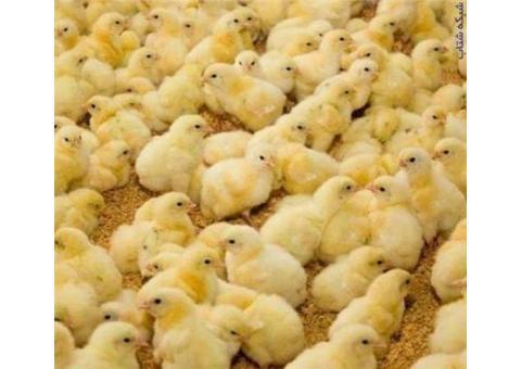 فروش جوجه مرغ یک روزه گوشتی جوجه محلی صنعتی