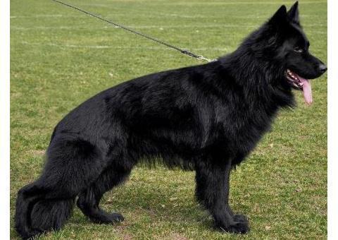 فروش یک جفت ژرمن بلک (German Black)