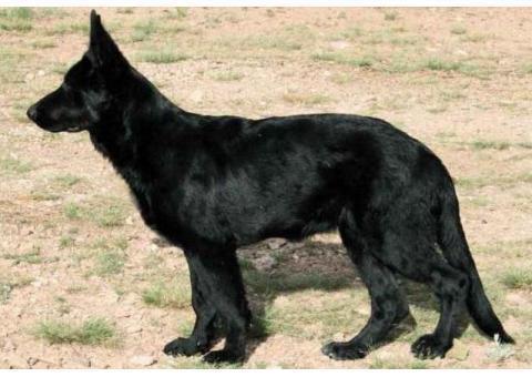 فروش یک جفت ژرمن بلک (German Black)