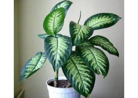 گل و گیاه آپارتمانی