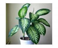 آگهی رایگان