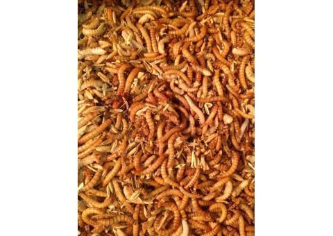 میلورم (میل ورم) سوپر میلورم و جاینت میلورم