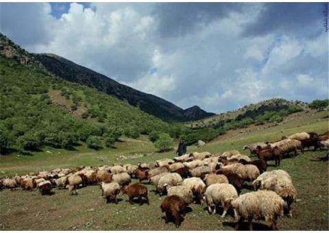 :: فروش گوشت ارگانیک گوسفند ( زنده و بسته بندی)