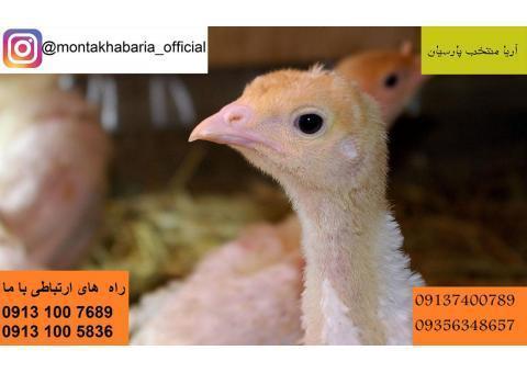 بوقلمون گوشتی (بیوتی)