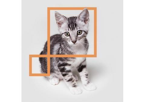 آرایشگاه حیوانات خانگی