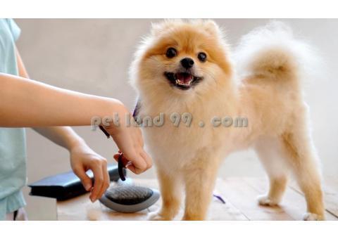 آرایشگاه حیوانات خانگی