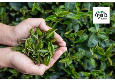 چای لاهیجان دامون