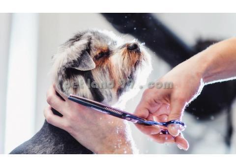 آموزش آرایش حیوانات خانگی