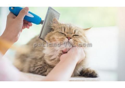 آموزش آرایش حیوانات خانگی