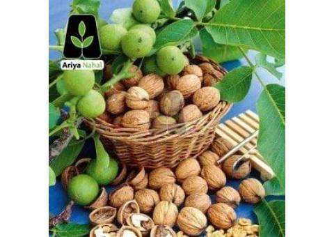 نهال گردو؛ خرید نهال گردو، نهال بادام،