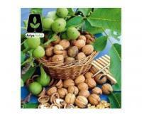 آگهی رایگان