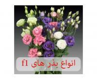 آگهی رایگان