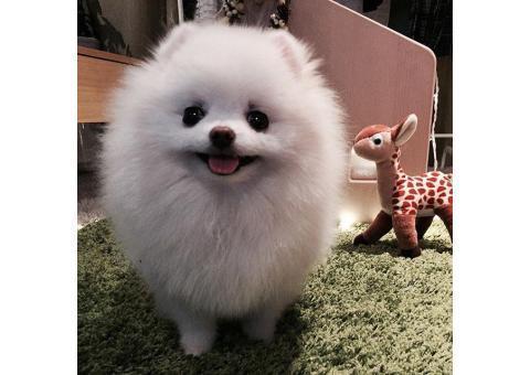 پامرانین سفید