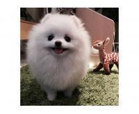 آگهی رایگان