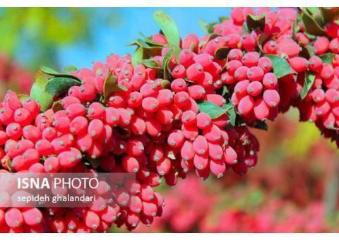 سوغات بیرجند{عناب.زرشک.زعفران}