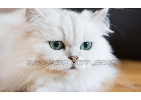 فروش پت و حیوانات خانگی